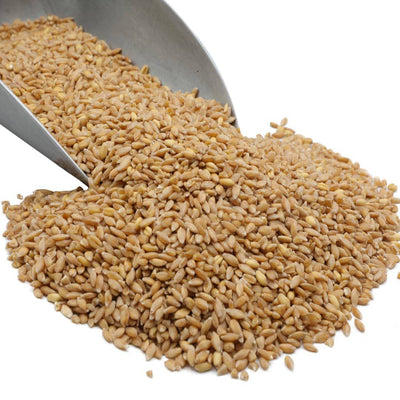 Bronze Chief Wheat Berries - Nutritious Red Grain for Baking - Korvel