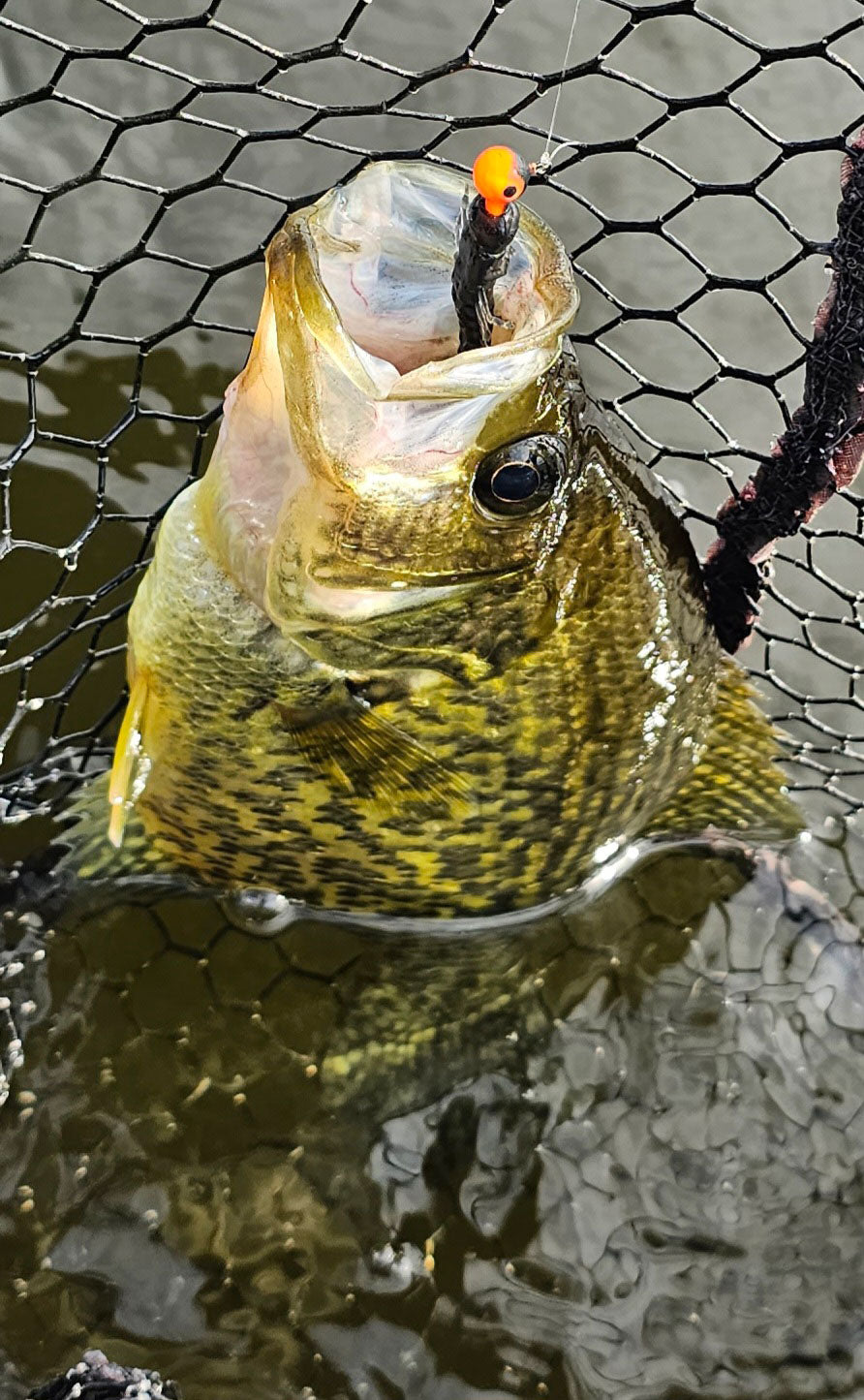 Custom Hellgrammites