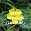 Cretan Blend Herbal Tea – Dittany of Crete, Sage & Tribulus (Loose Leaf)