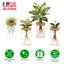 Ensemble de 4 stations de propagation en verre pour plantes d'intérieur