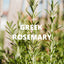 Digestion Tea – Dittany of Crete, Peppermint & Rosemary (Greek Herbal Blend) - Korvel