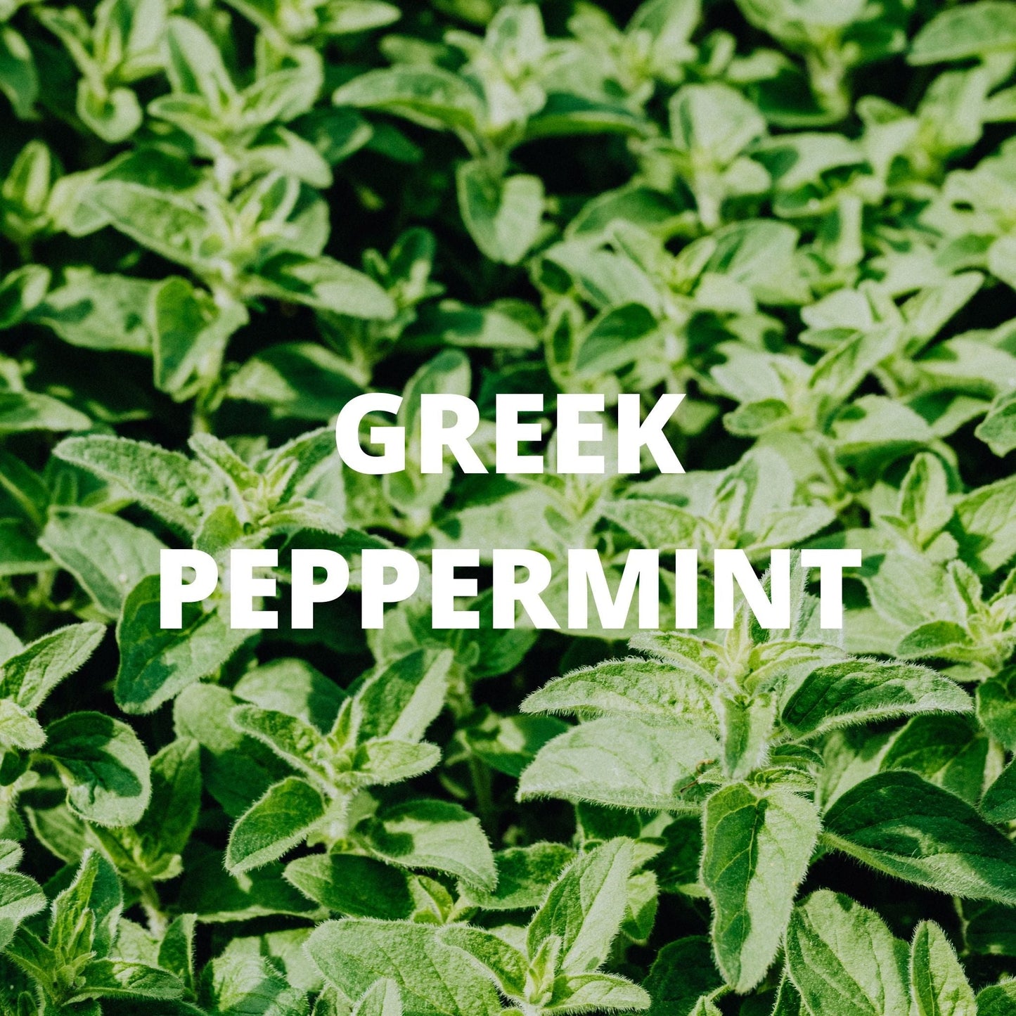 Digestion Tea – Dittany of Crete, Peppermint & Rosemary (Greek Herbal Blend)