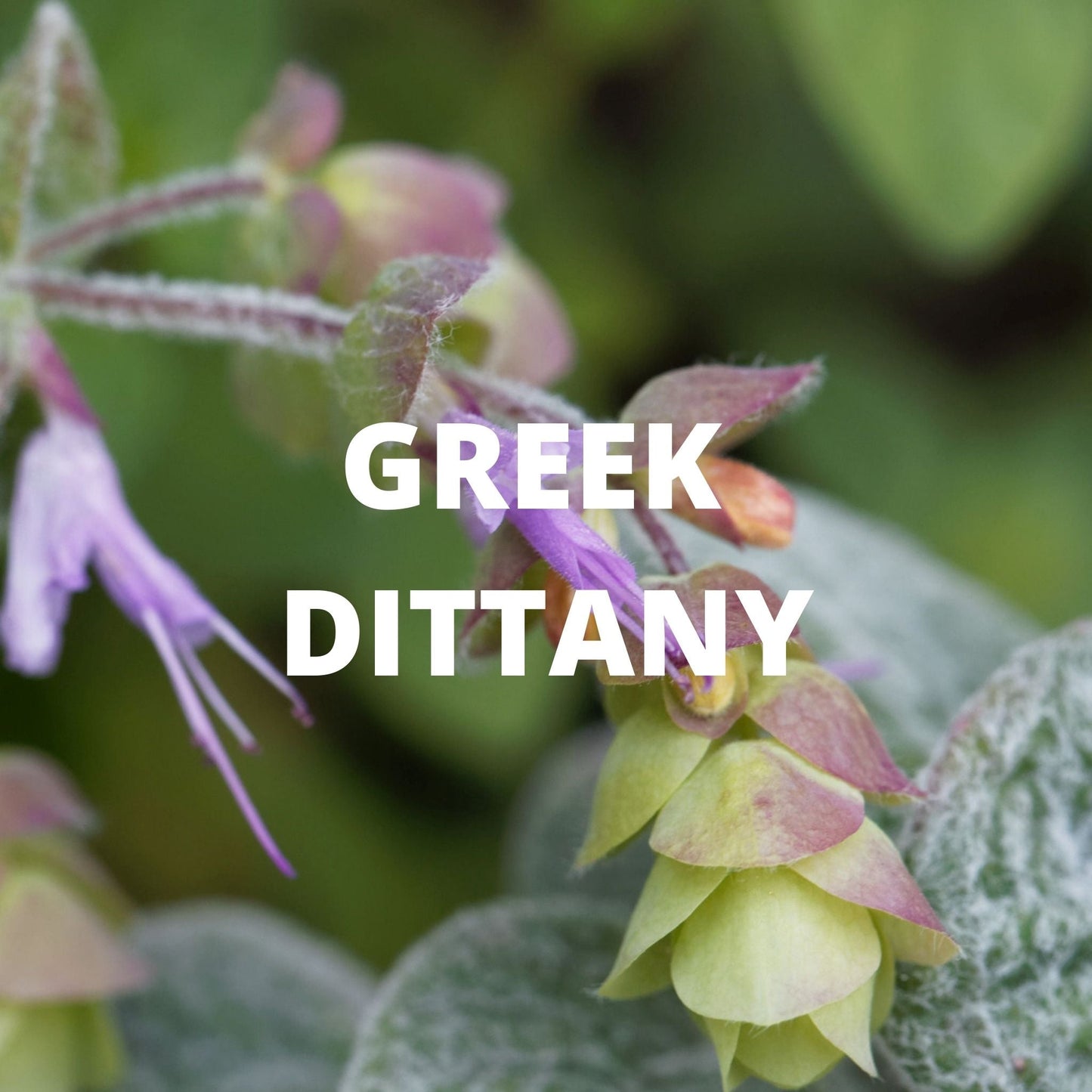 Digestion Tea – Dittany of Crete, Peppermint & Rosemary (Greek Herbal Blend) - Korvel