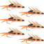 Premium Double Bead Peacock Stonefly Nymphs - 6 Pack for Trout & Bass Fishing - Size 10 - Korvel