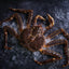 Crabe royal vivant premium livré frais