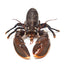 Homard vivant du Maine – Frais, provenant de sources durables, livré en une nuit