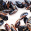 Moules Fraîches Premium – Fruits de Mer Récoltés de Manière Durable