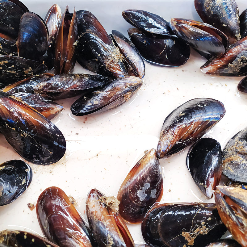 Moules Fraîches Premium – Fruits de Mer Récoltés de Manière Durable