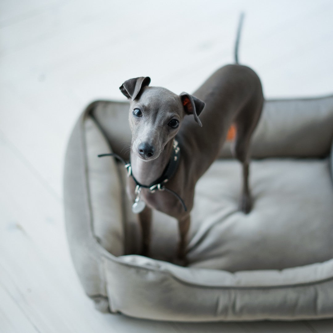 Luxurious Velvet Orthopedic Dog Bed in Gray