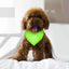 Bandana Ajustable GBruno pour Chiens
