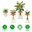 Ensemble de 4 stations de propagation en verre pour plantes d'intérieur