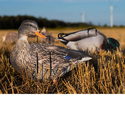 Pro II Lite Mallards Decoys - Lightweight & Durable
