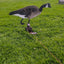 Silo Adapter Kit for Enhanced Decoy Motion - Korvel