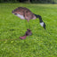 Silo Adapter Kit for Enhanced Decoy Motion - Korvel
