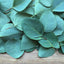 Premium Cut Eucalyptus Leaves for Wellness and Aromatherapy - Korvel