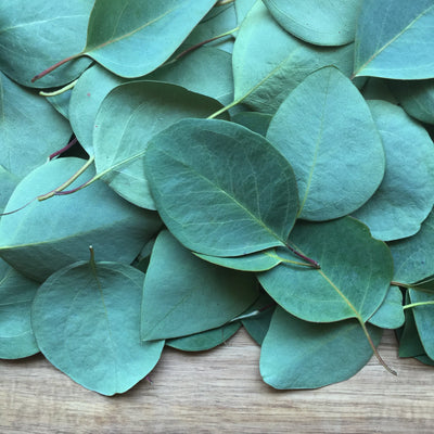 Premium Cut Eucalyptus Leaves for Wellness and Aromatherapy - Korvel