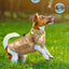 Veste d'hiver imperméable pour petits chiens