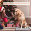 Tapis chauffant pour animaux de compagnie GBruno Cozy pour un confort ultime