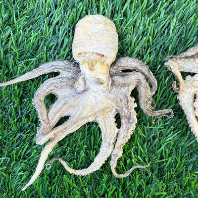 Premium Freeze-Dried Baby Octopus - 1 Count