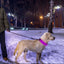 GBruno LED Dog Collar - High Visibility Safety