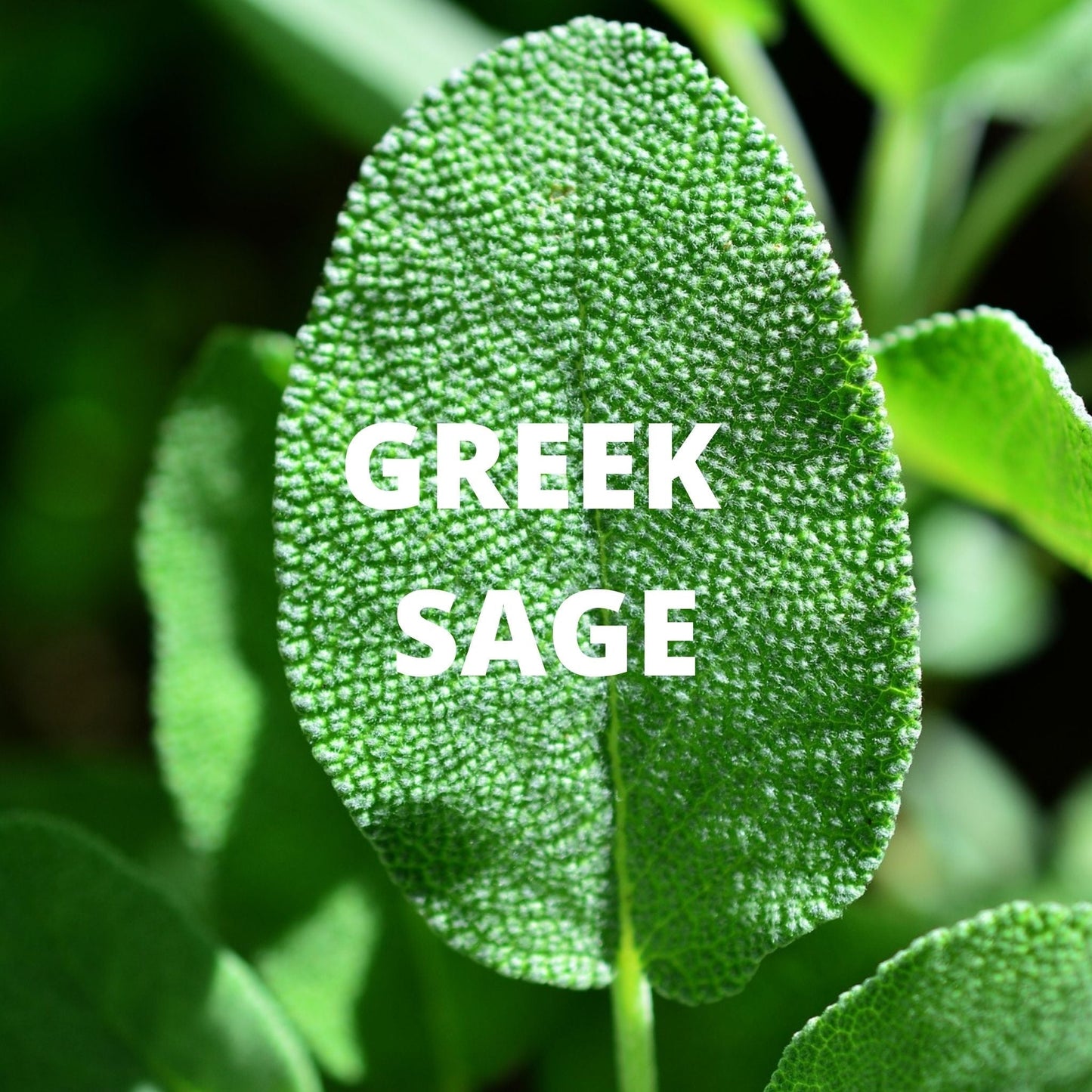 Focus Tea – Sage, Peppermint & Rosemary Greek Herbal Blend