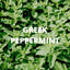 Focus Tea – Sage, Peppermint & Rosemary Greek Herbal Blend