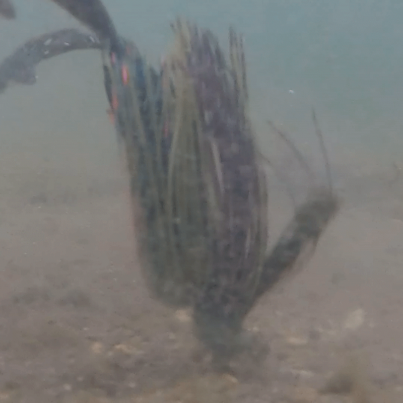 Jigs de lanzamiento de plomo Reaction Tackle - Paquete de 3 - Nuevo 