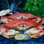 Crabe Dungeness Entier Cuit Premium - Prêt à Déguster