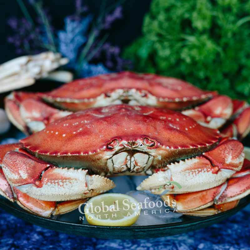 Crabe Dungeness Entier Cuit Premium - Prêt à Déguster