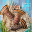 Queues de homard des Caraïbes - 5 lbs