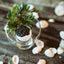 Caviar de Sturgeon de Californie - Caviar de Sturgeon Blanc Premium