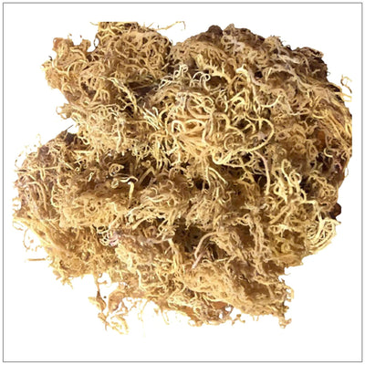 Premium Golden Sea Moss from Saint Lucia