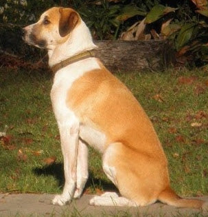 Power Pup Fermented Superfood Turmeric Powder for Pets - Korvel