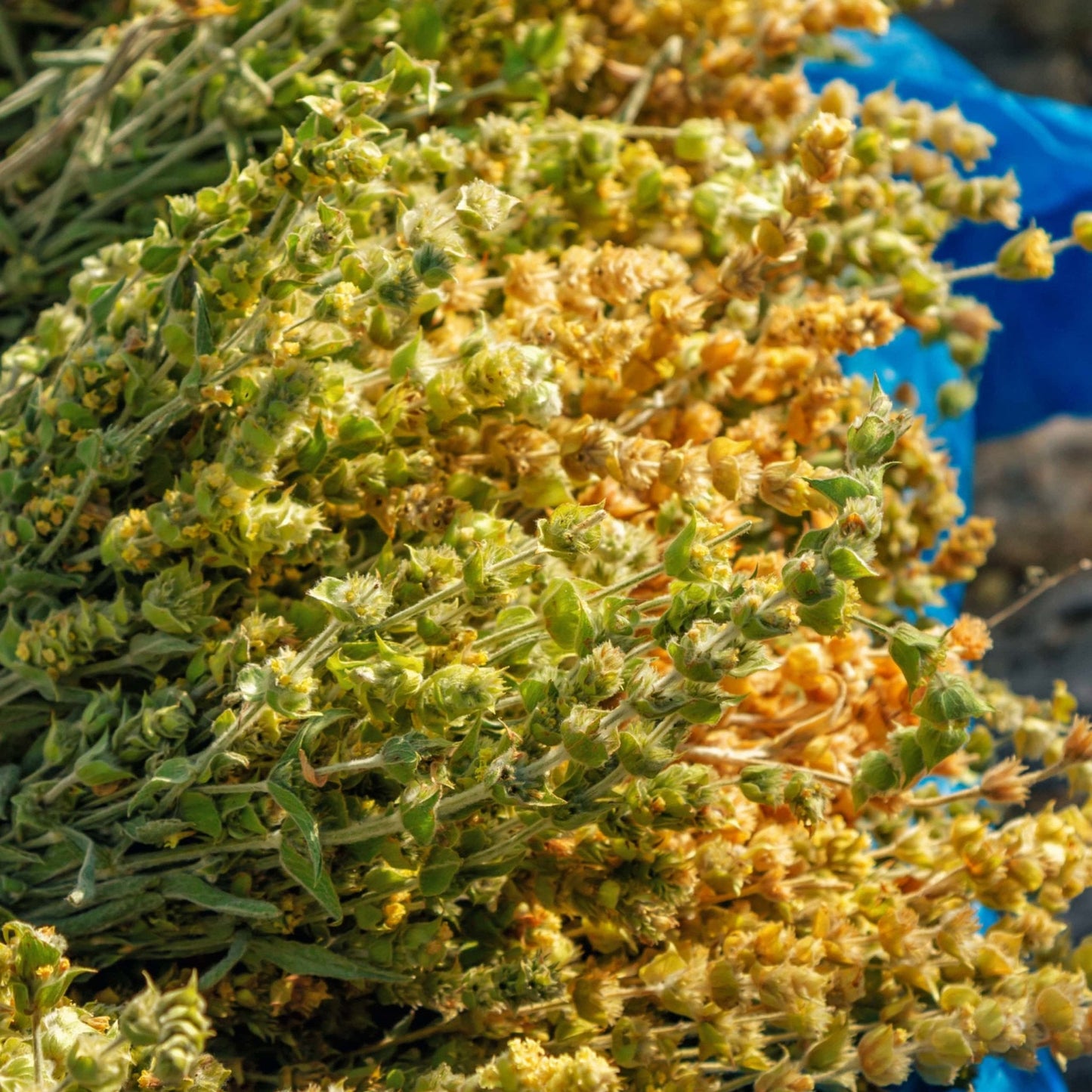 Greek Mountain Tea – Wildcrafted Sideritis scardica from Mt. Olympus (Loose Leaf)
