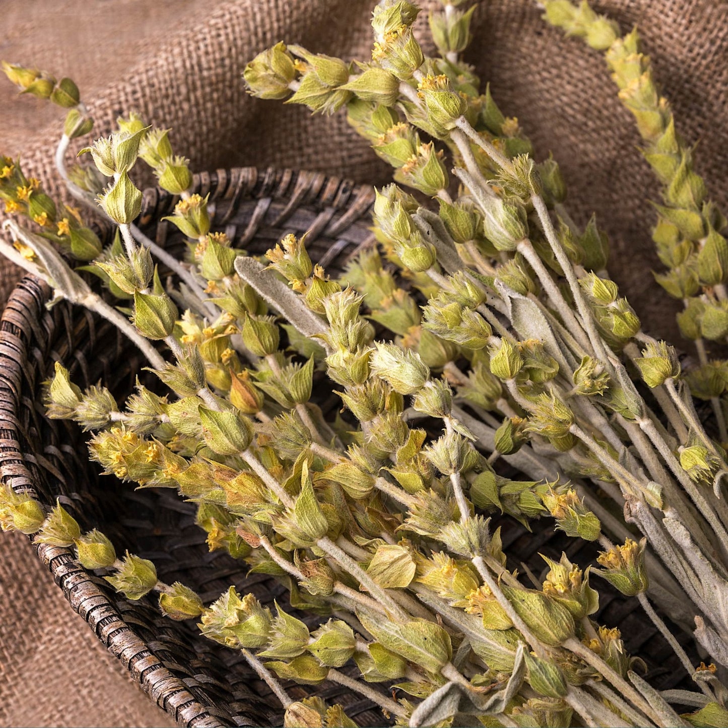 Greek Mountain Tea – Wildcrafted Sideritis scardica from Mt. Olympus (Loose Leaf)