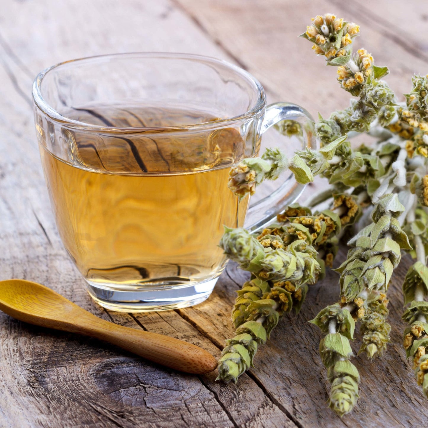 Greek Mountain Tea – Wildcrafted Sideritis scardica from Mt. Olympus (Loose Leaf)