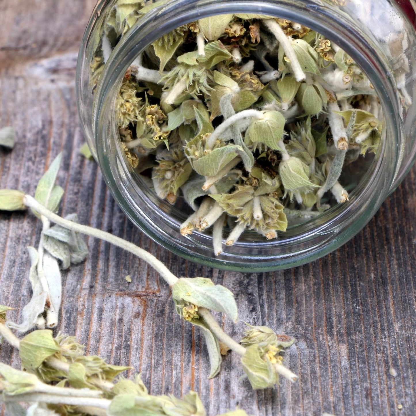 Greek Mountain Tea – Wildcrafted Sideritis scardica from Mt. Olympus (Loose Leaf)