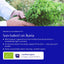 Greek Oregano – Authentic Pot Marjoram from Ikaria
