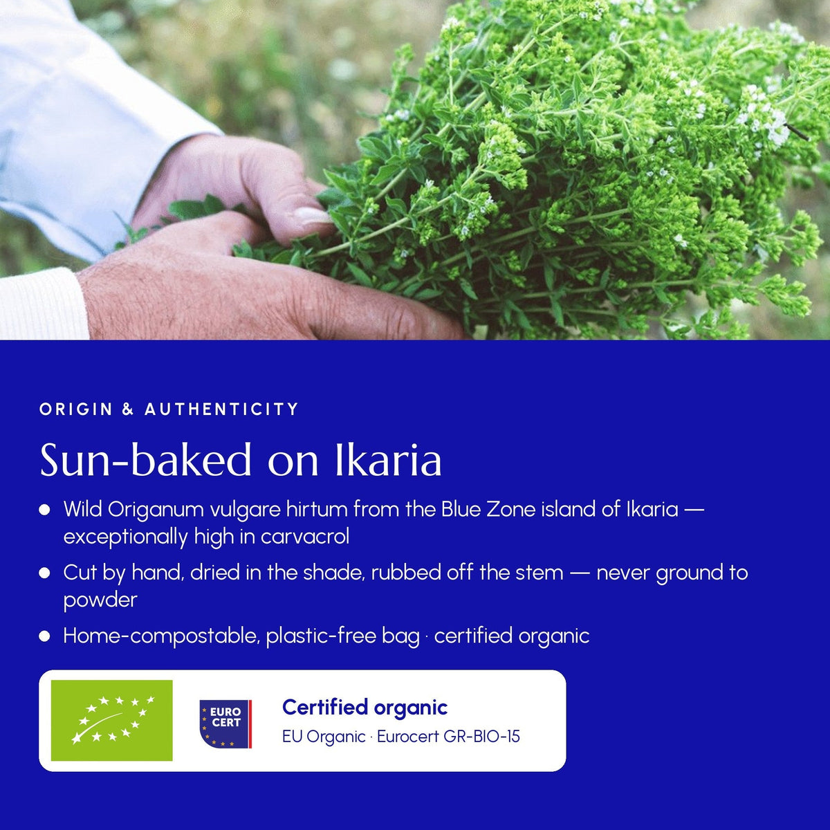Greek Oregano – Authentic Pot Marjoram from Ikaria