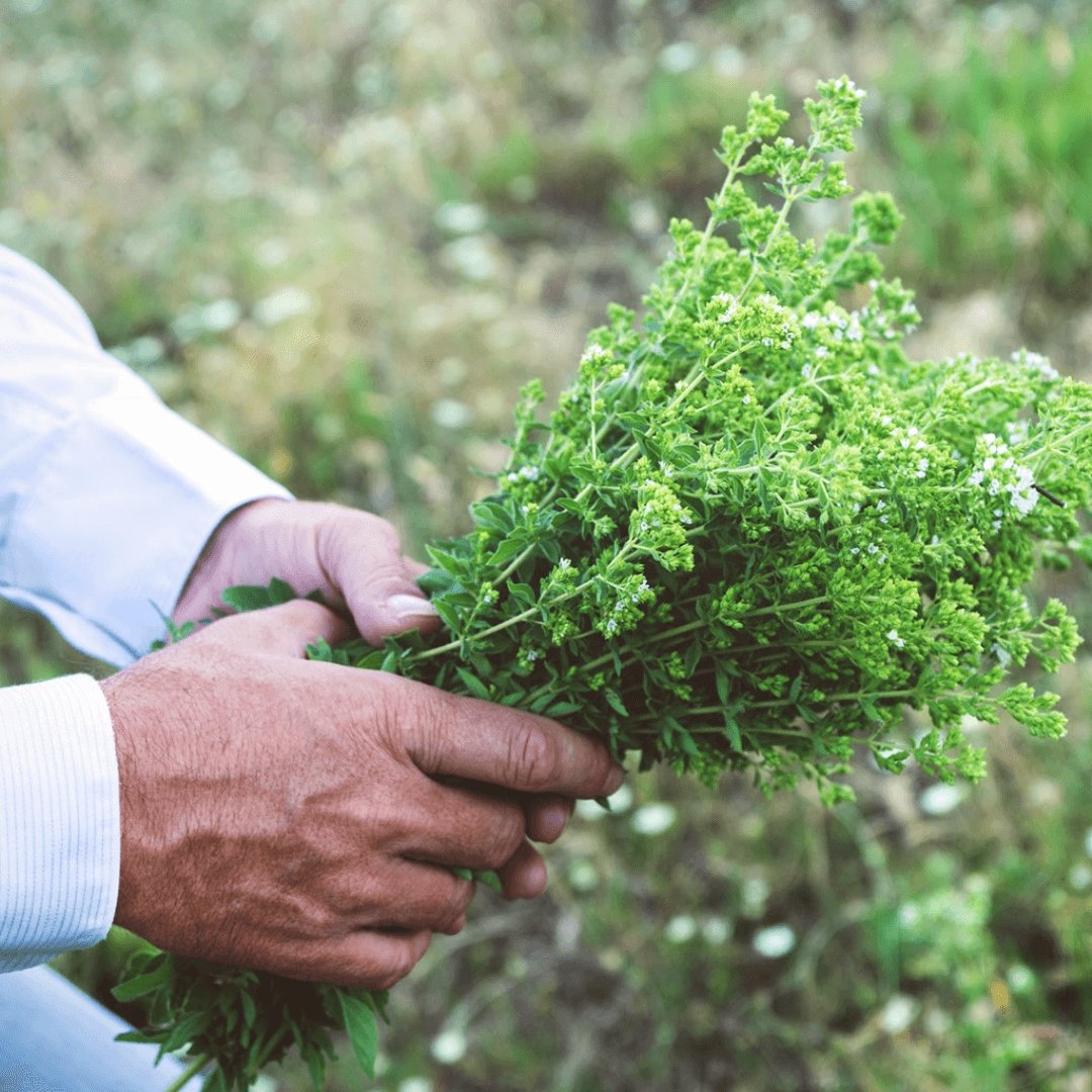 Greek Oregano – Origanum onites Pot Marjoram from Ikaria (Dried)