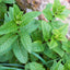 Greek Ikarian Peppermint Tea – Wildcrafted Mentha piperita from Ikaria
