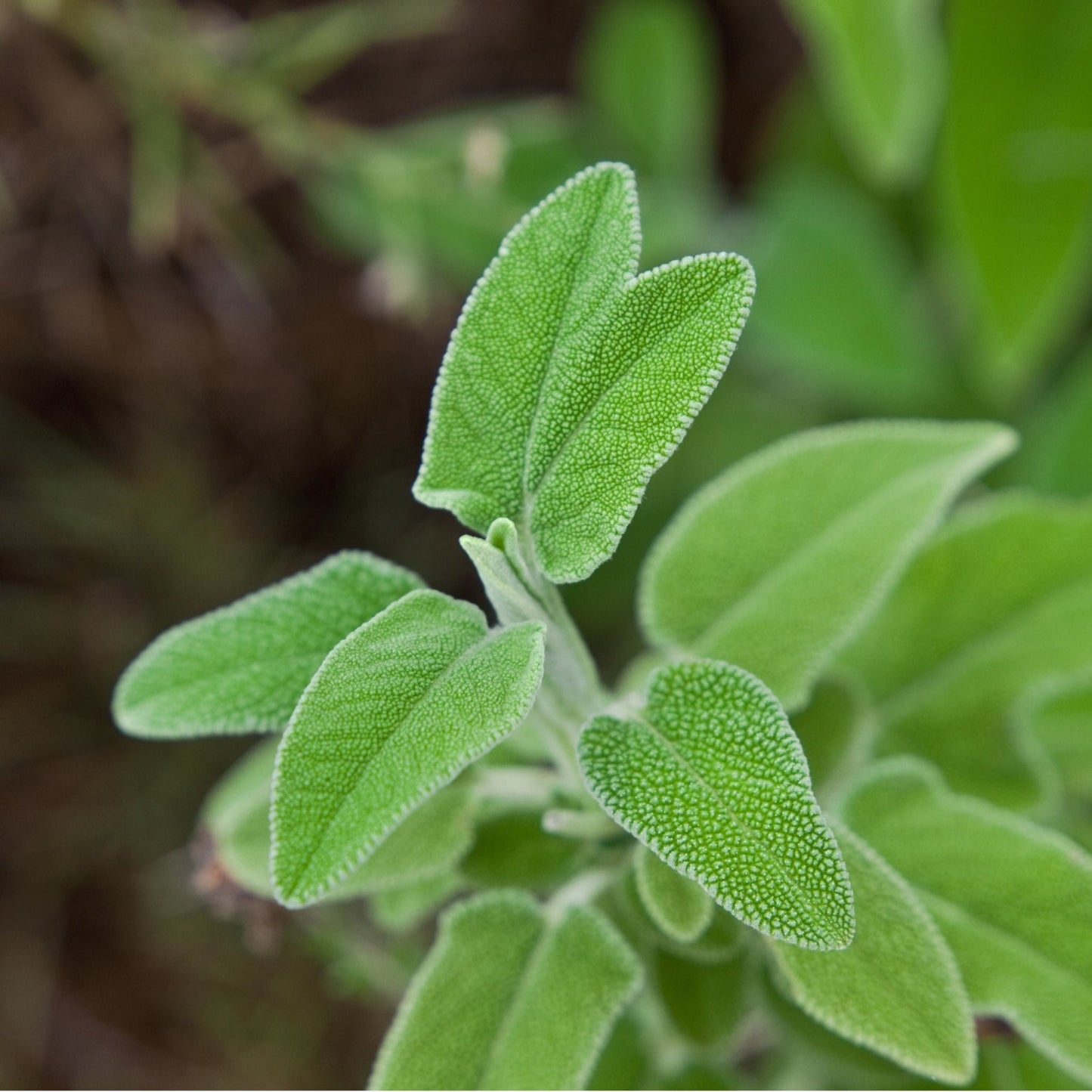 Greek Sage Tea – Wildcrafted Salvia fruticosa from Crete (Loose Leaf)