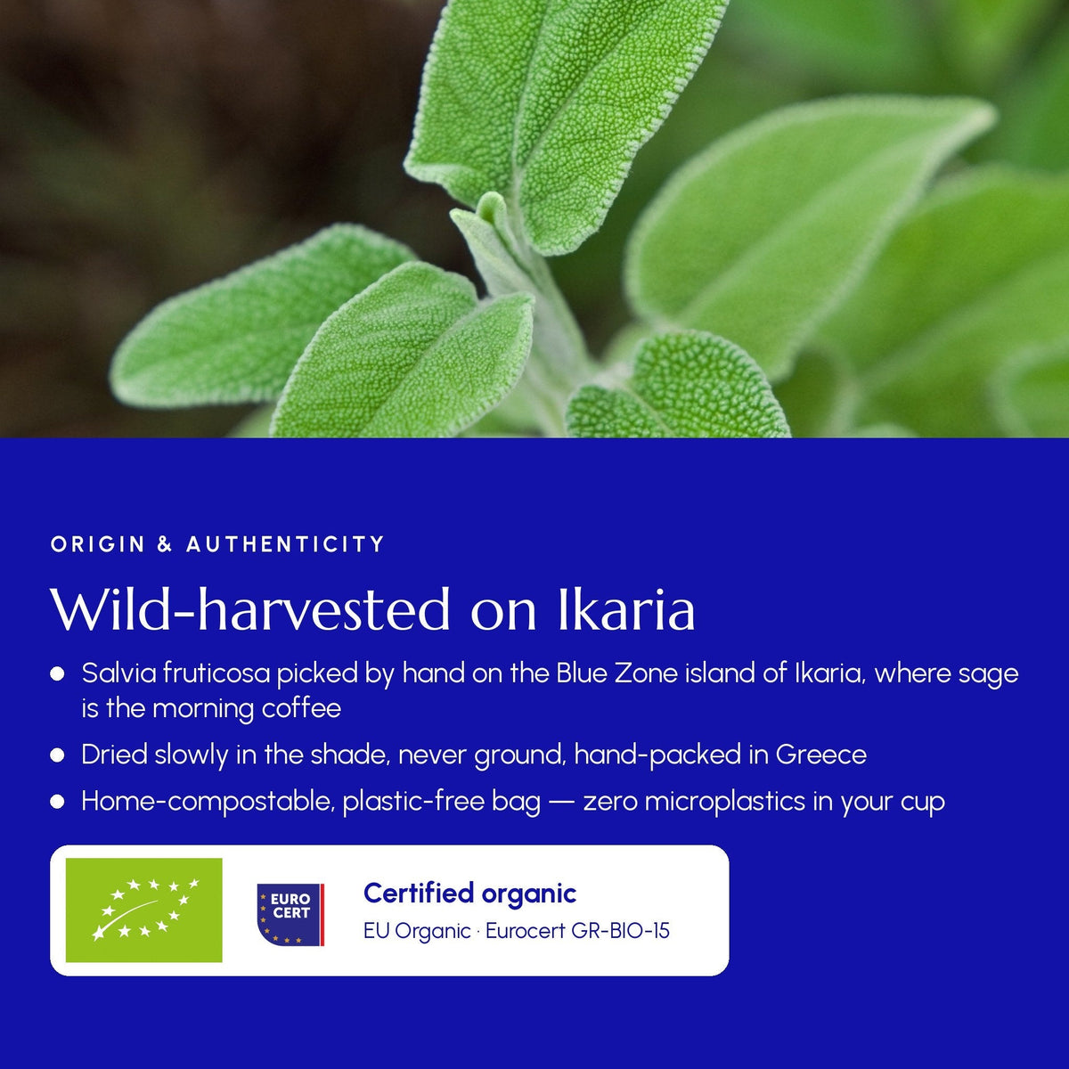Wildcrafted Greek Sage Tea – Premium Loose Leaf from Crete