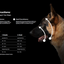 Rex Specs Dog Goggles - Ultimate Eye Protection for Adventures - Korvel