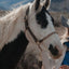 Phoenix Classic Fusion Adjustable Halter - Korvel