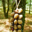 Carillon en Coquilles de Graines Fait Main – Son Naturel de la Forêt Tropicale