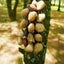 Carillon en Coquilles de Graines Fait Main – Son Naturel de la Forêt Tropicale