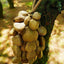 Handmade Panji White Fruit Seed Shell Hand Bell