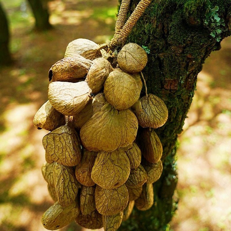 Handmade Panji White Fruit Seed Shell Hand Bell