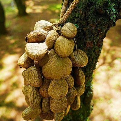 Campana de Mano de Concha de Semilla de Fruta Panji Blanca Hecha a Mano